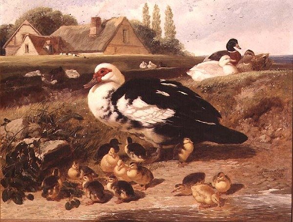 Ænder og Ællinger af John Frederick Herring Jnr