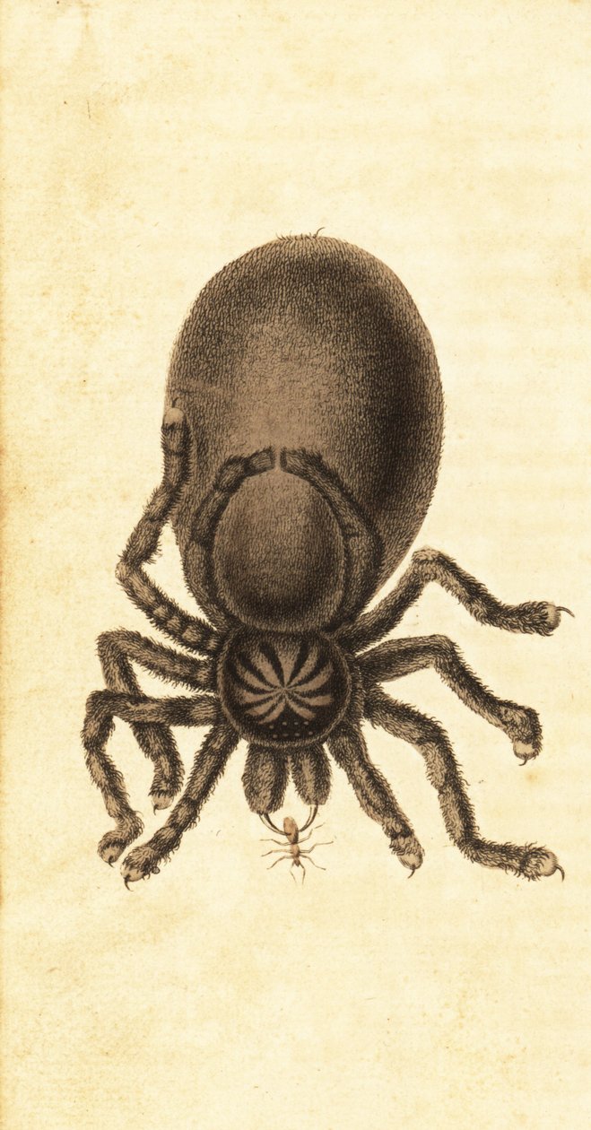 Pinktoe tarantula, Avicularia avicularia. ,1800 (gravering) af John Gabriel Stedman