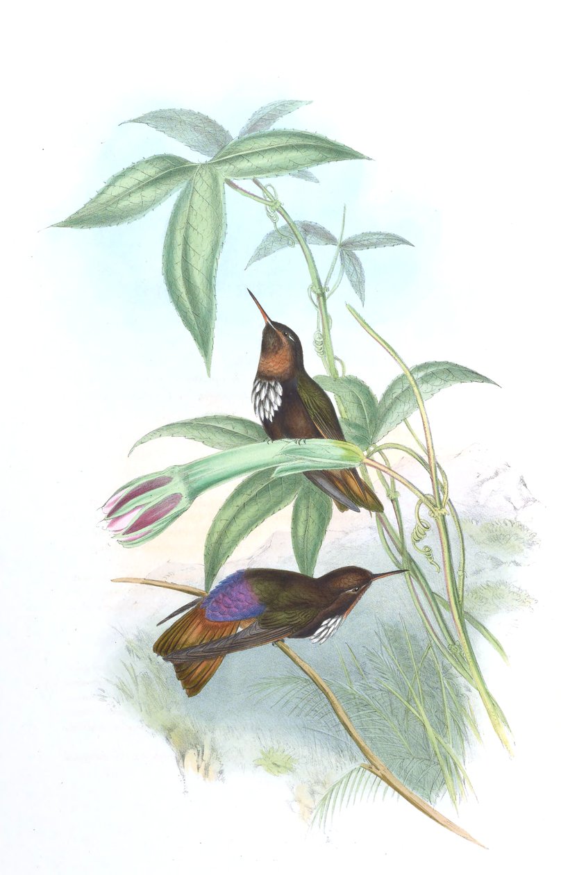 Aglaeactis castelnaui af John Gould