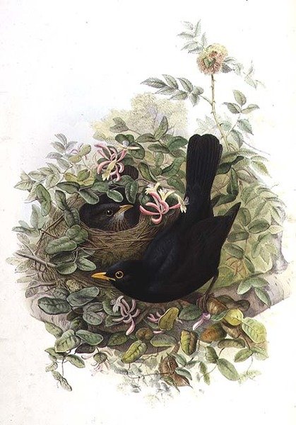 Solsort af John Gould