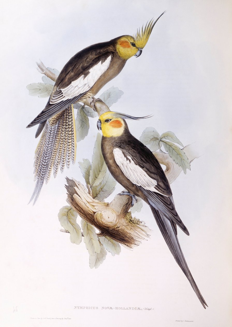 Cockatiel (Nymphicus hollandicus), gravering af John Gould af John Gould