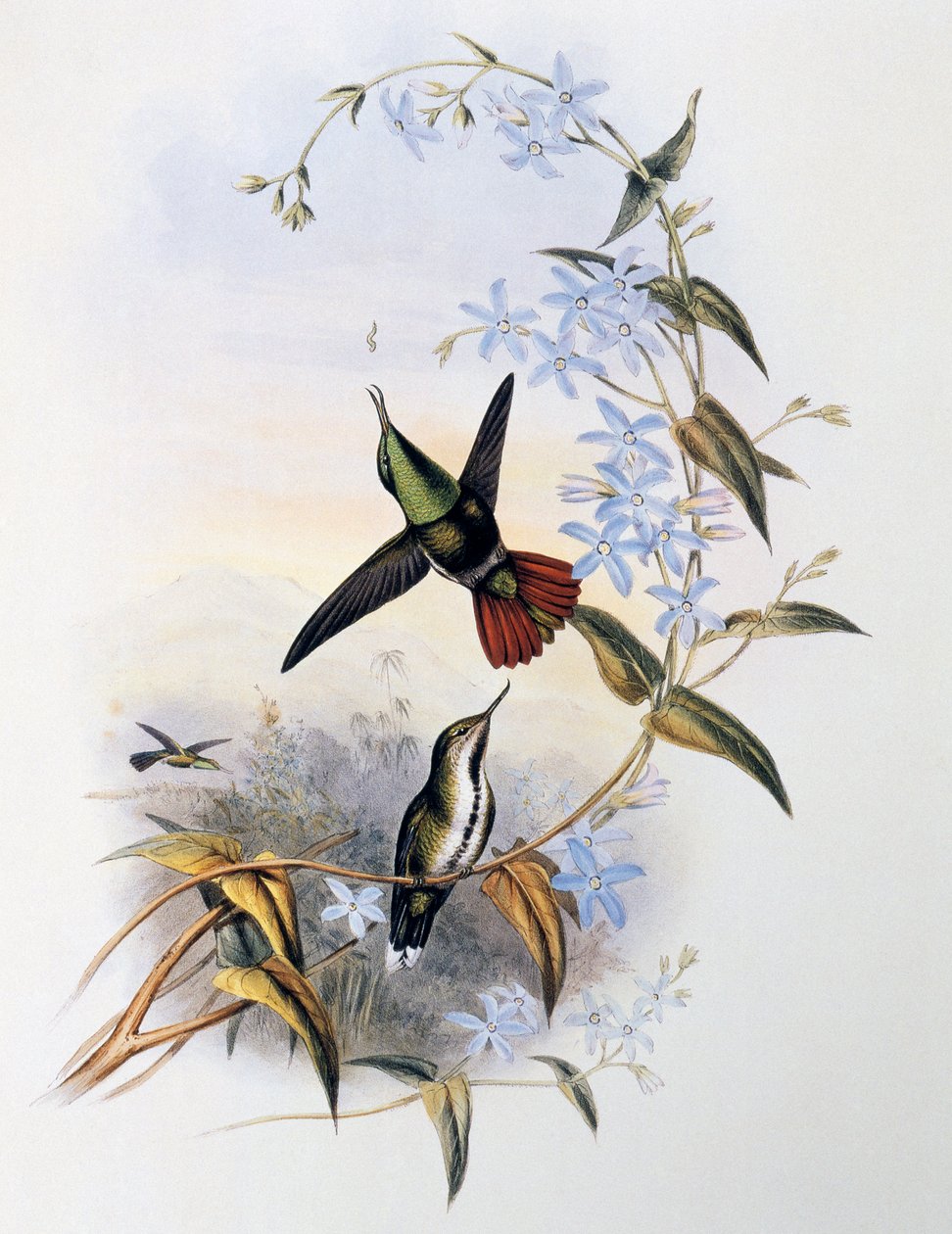 Ildhale næb (Avocettula recurvirostris) af John Gould