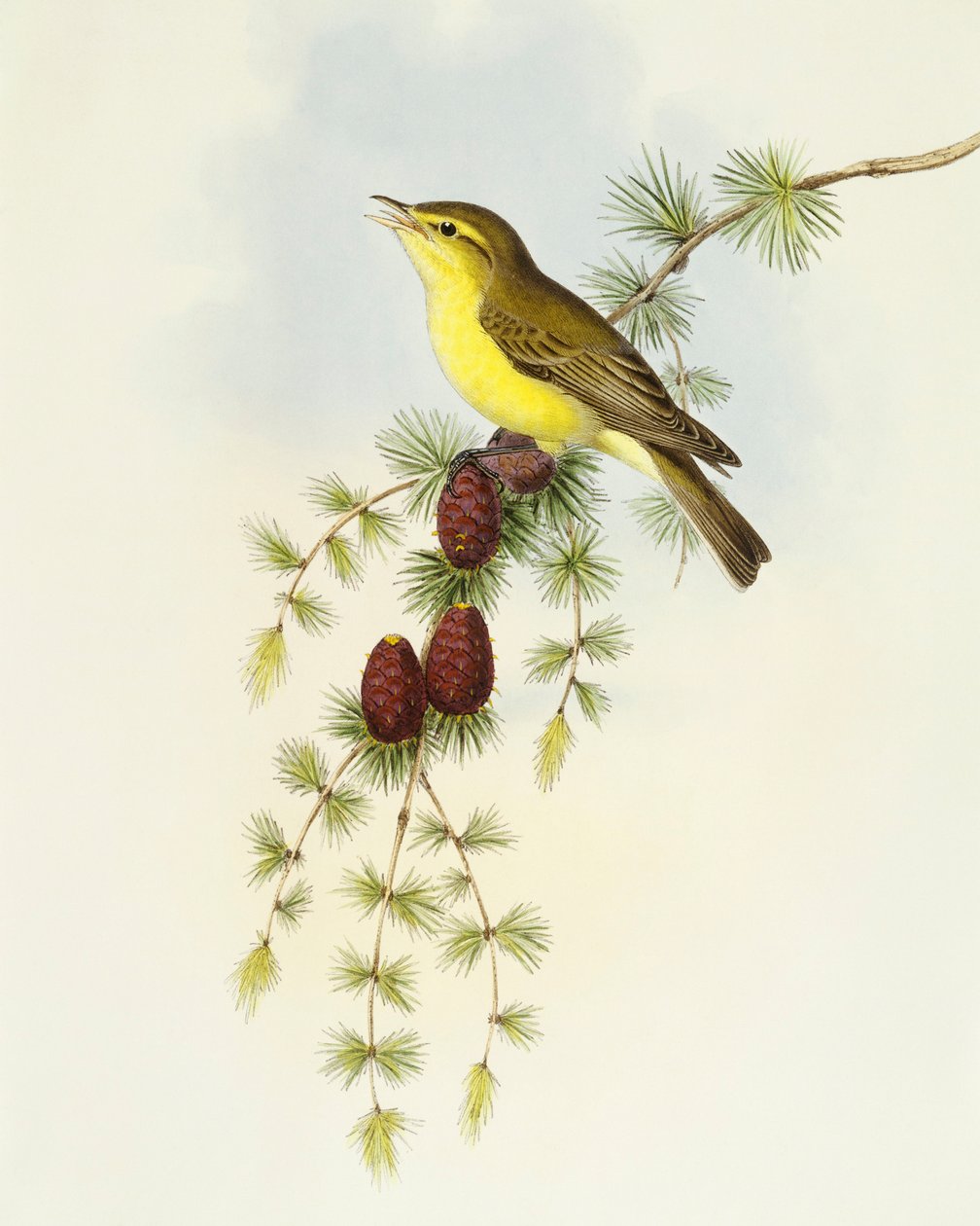 Fluesnapper (Ficedula hypolaris), Indgravering af John Gould af John Gould
