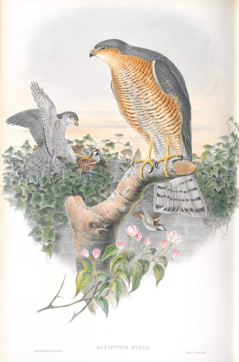 Illustration af Accipiter Nisis (Sparrow-hawk) af John Gould