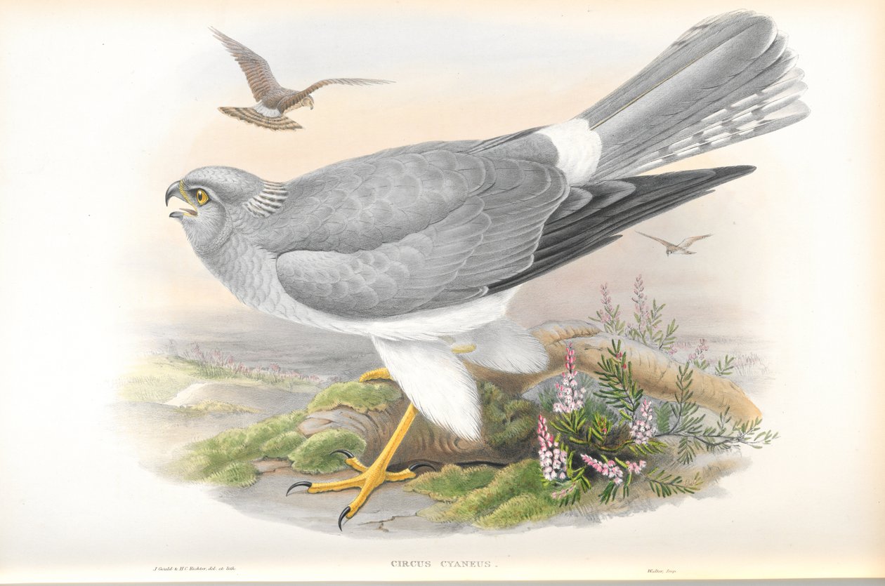 Illustration af Cirkus Cyaneus (Hen Harrier) af John Gould