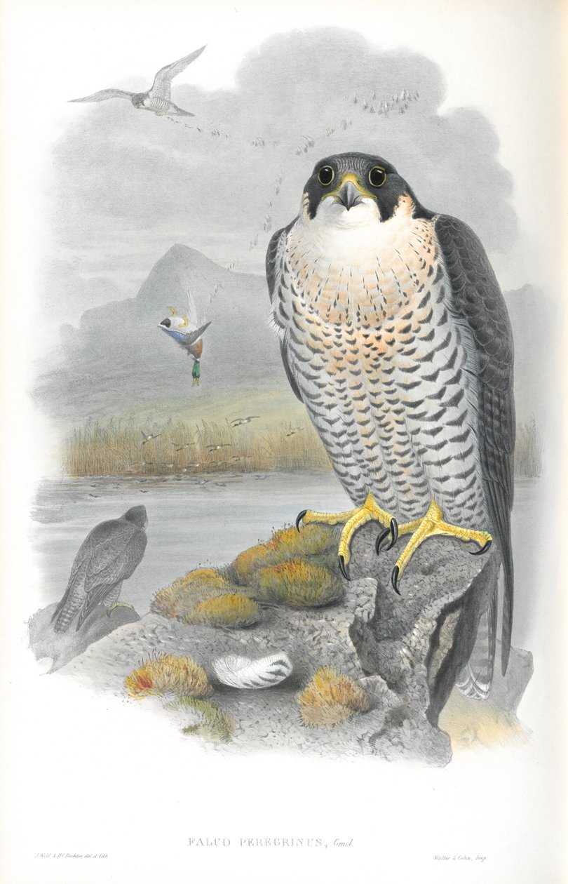 Illustration af Falco Peregrinus (Peregrine Falcon) af John Gould