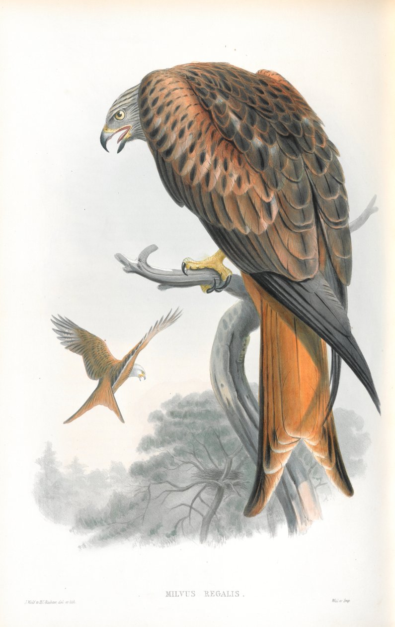 Illustration af Milvus Regalis (Kite; Gilead) af John Gould