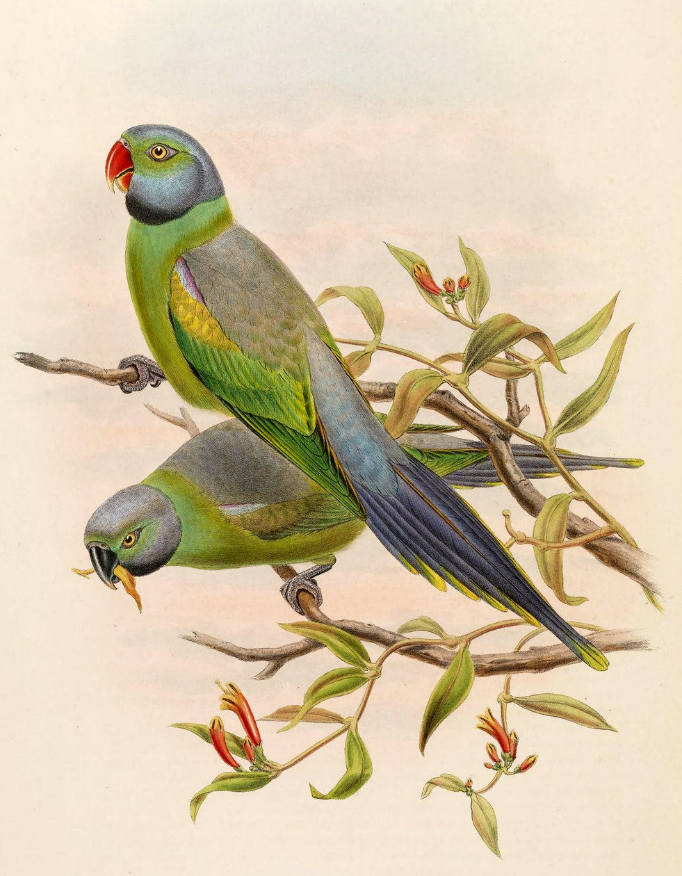 Palaeornis calthropae = Psittacula calthropae af John Gould
