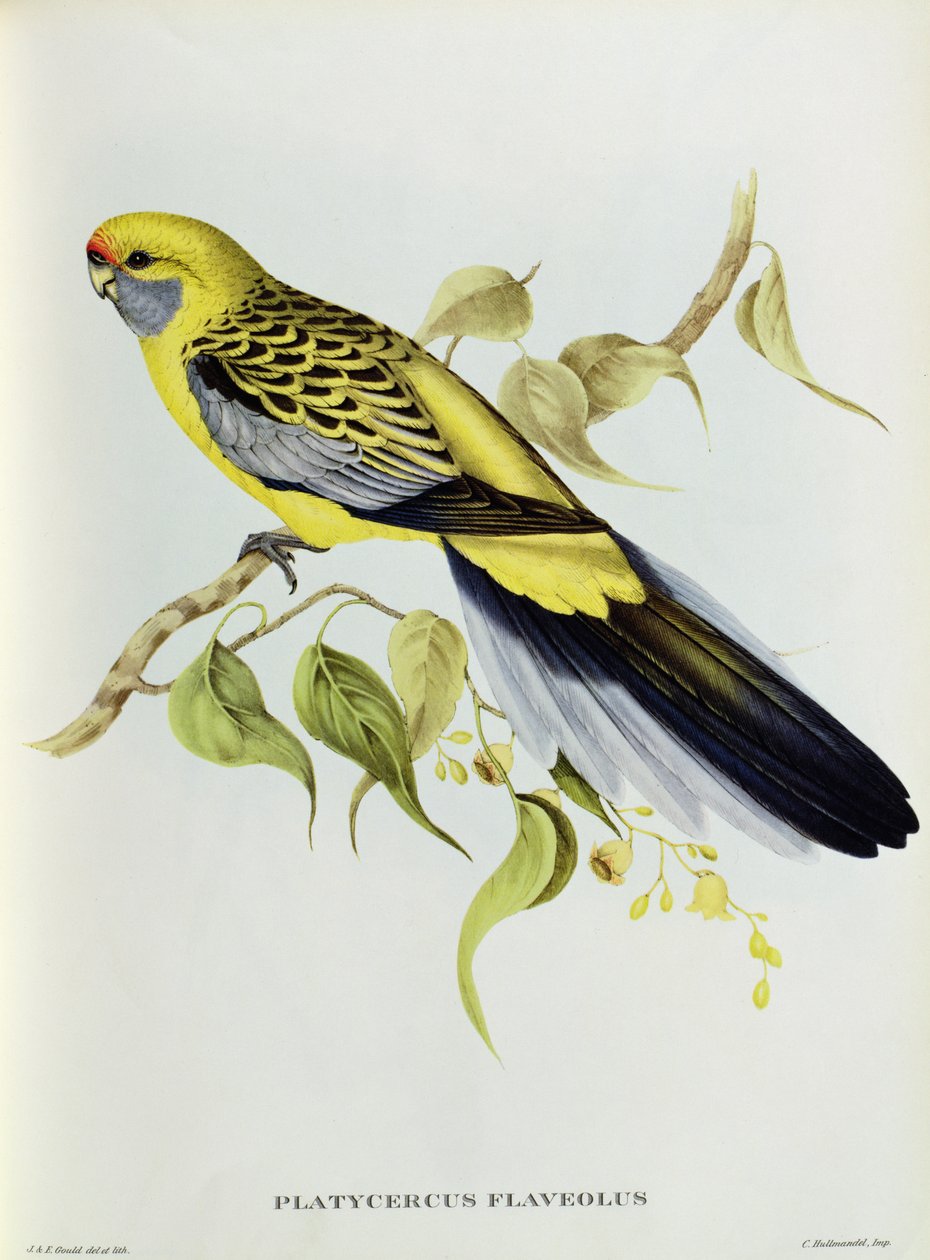 Platycercus Flaveolus af John Gould