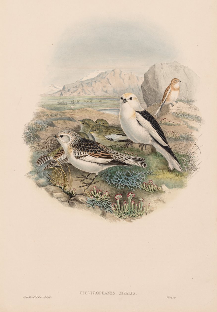 Plestrophanes Nivalis af John Gould