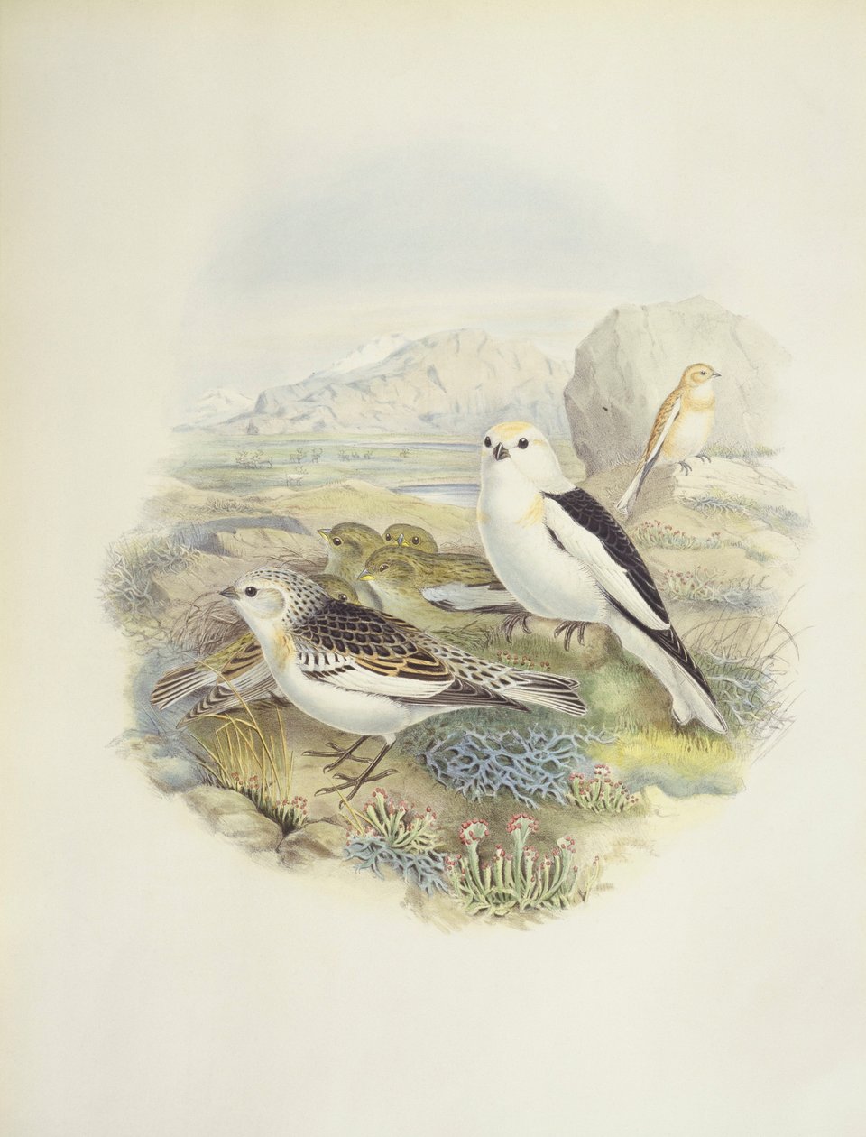 Snespurv (Plectrophenax nivalis), illustration af John Gould