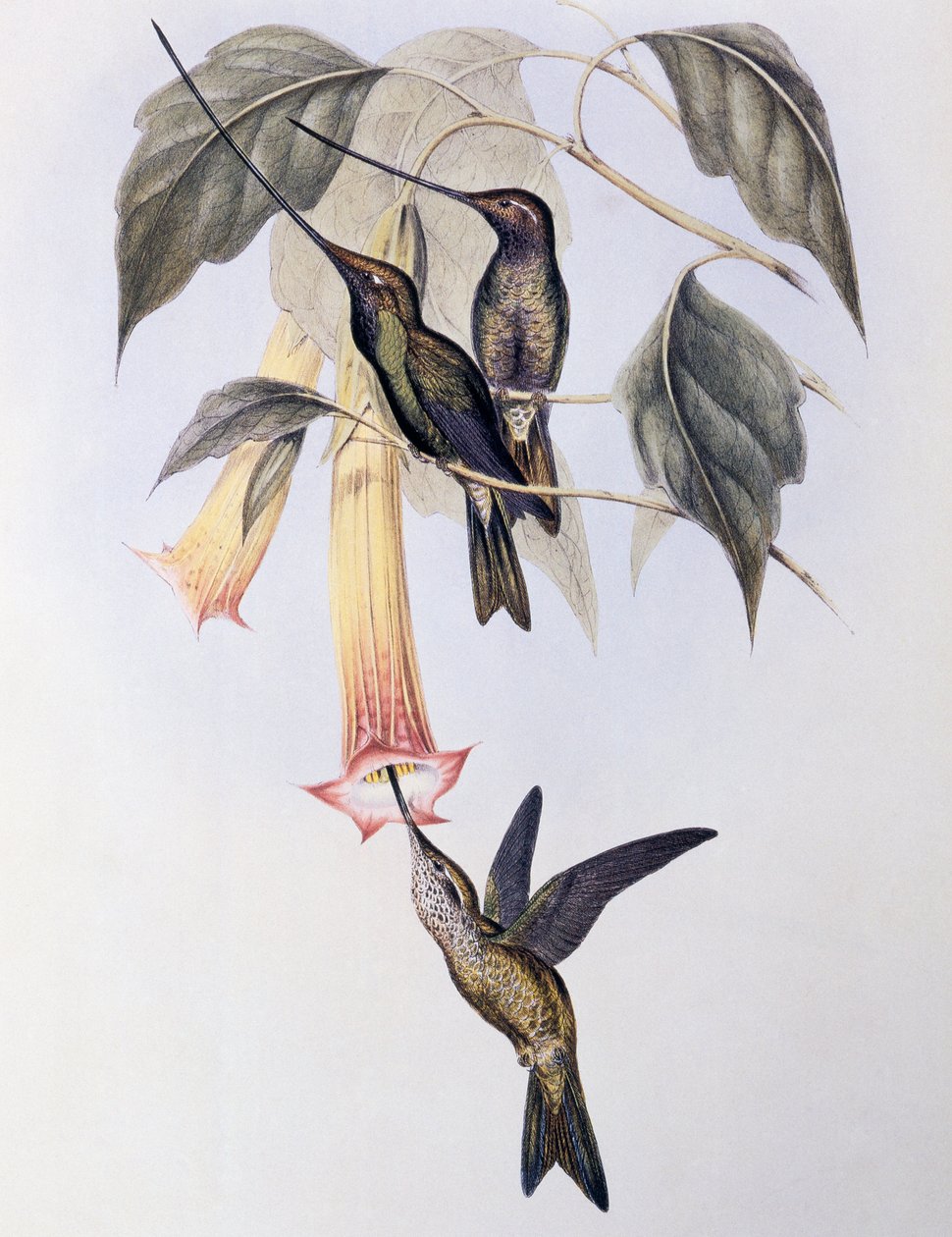 Sværdnæbbet kolibri (Docimastes ensiferus) af John Gould