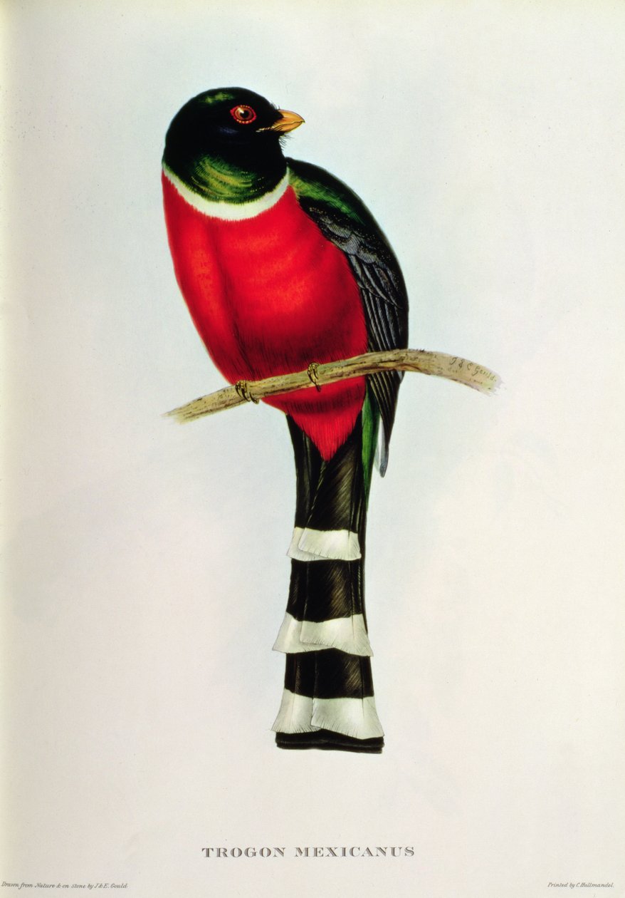 Trogon Mexicanus af John Gould