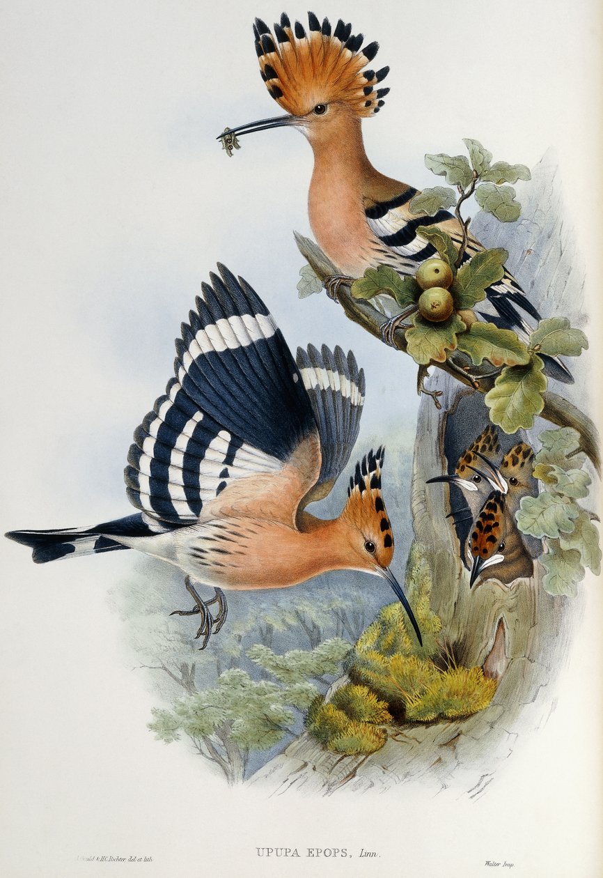 Upupa Epops af John Gould