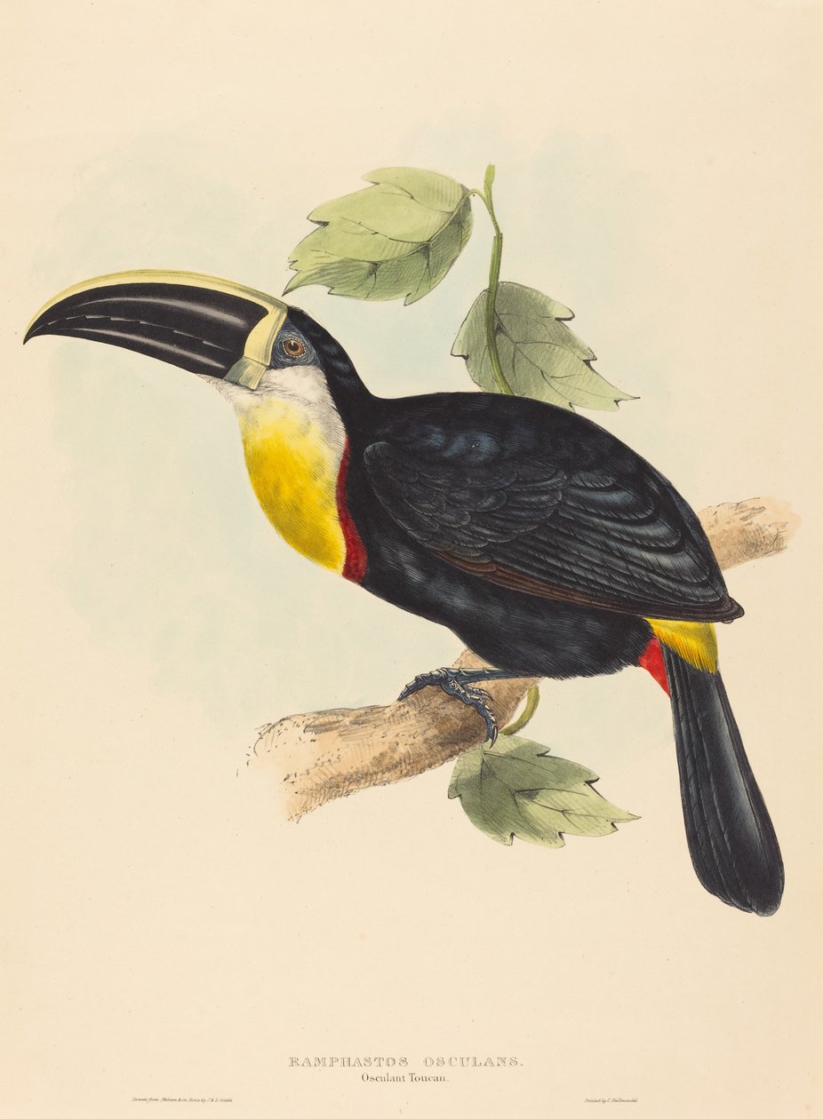 Kysser med tukanen af John Gould and Elizabeth Gould