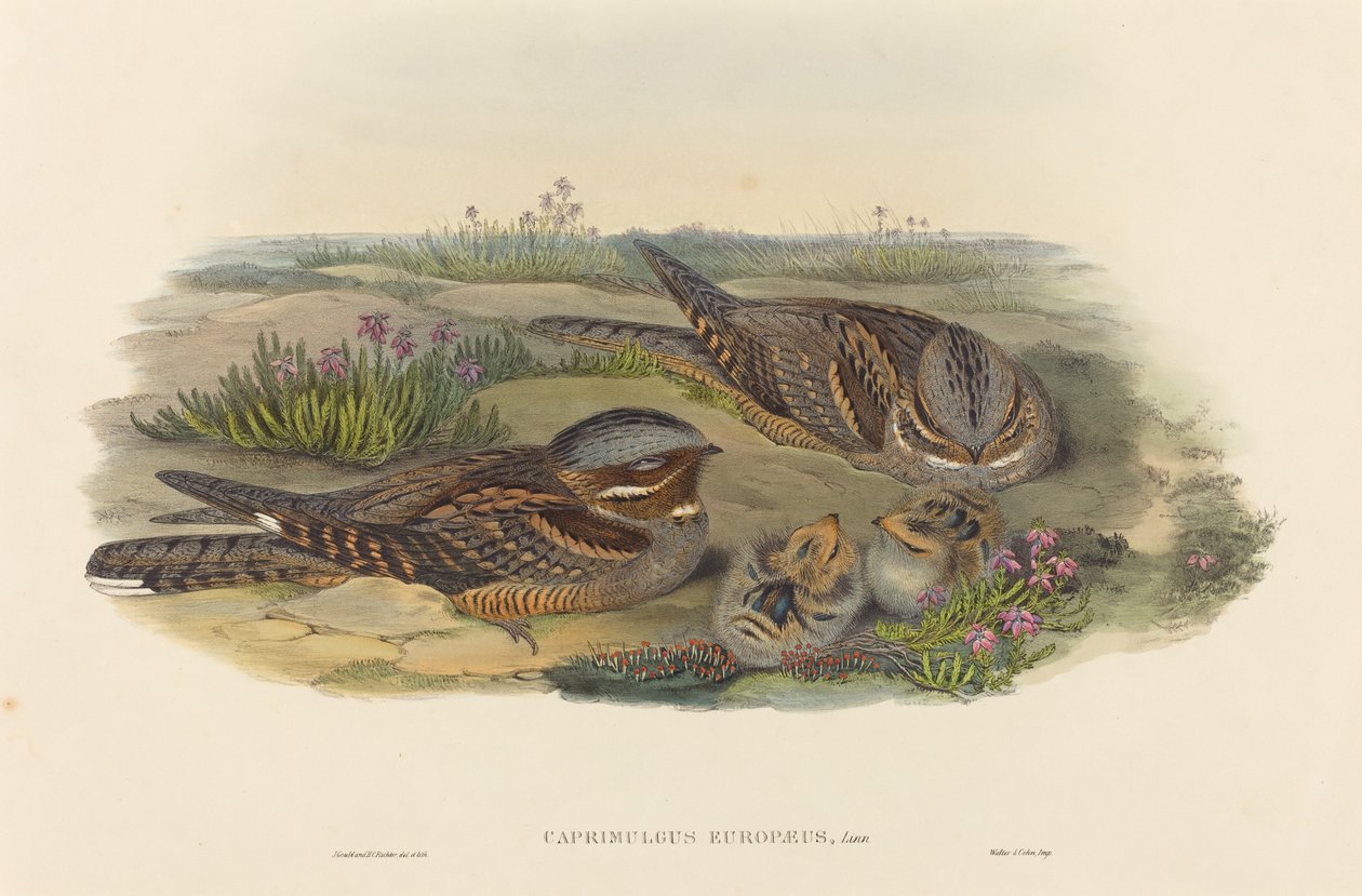 Caprimulgus europaeus (Nightjar) af John Gould and H.C. Richter