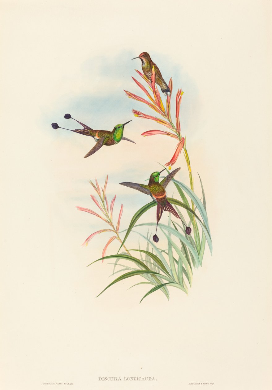 Discura longicauda (ketcherhale) af John Gould and H.C. Richter