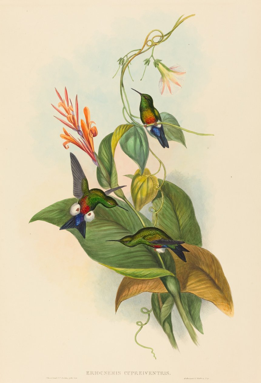 Eriocnemis cupreiventris (Kobberagtigt udluftet puff-leg) af John Gould and H.C. Richter