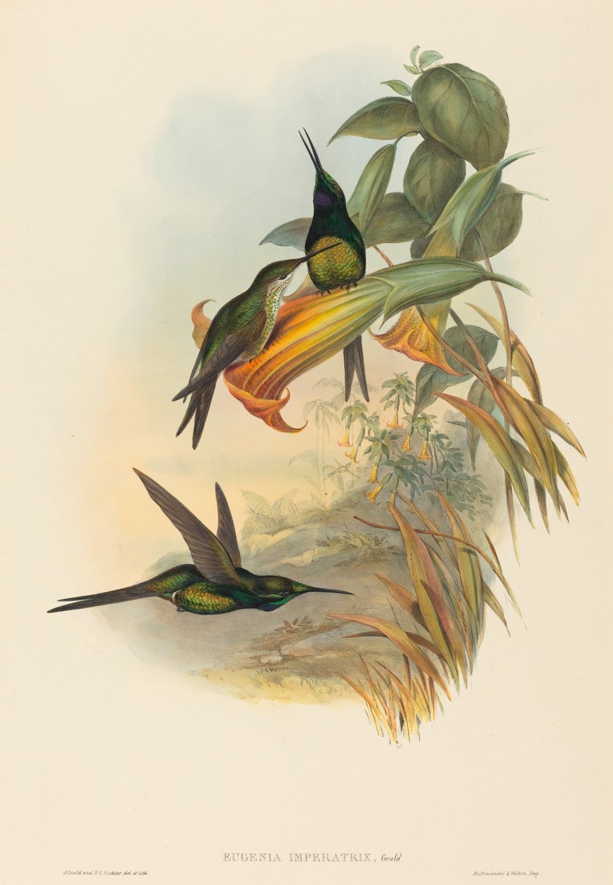 Kejserinde Hummingbird af John Gould and H.C. Richter