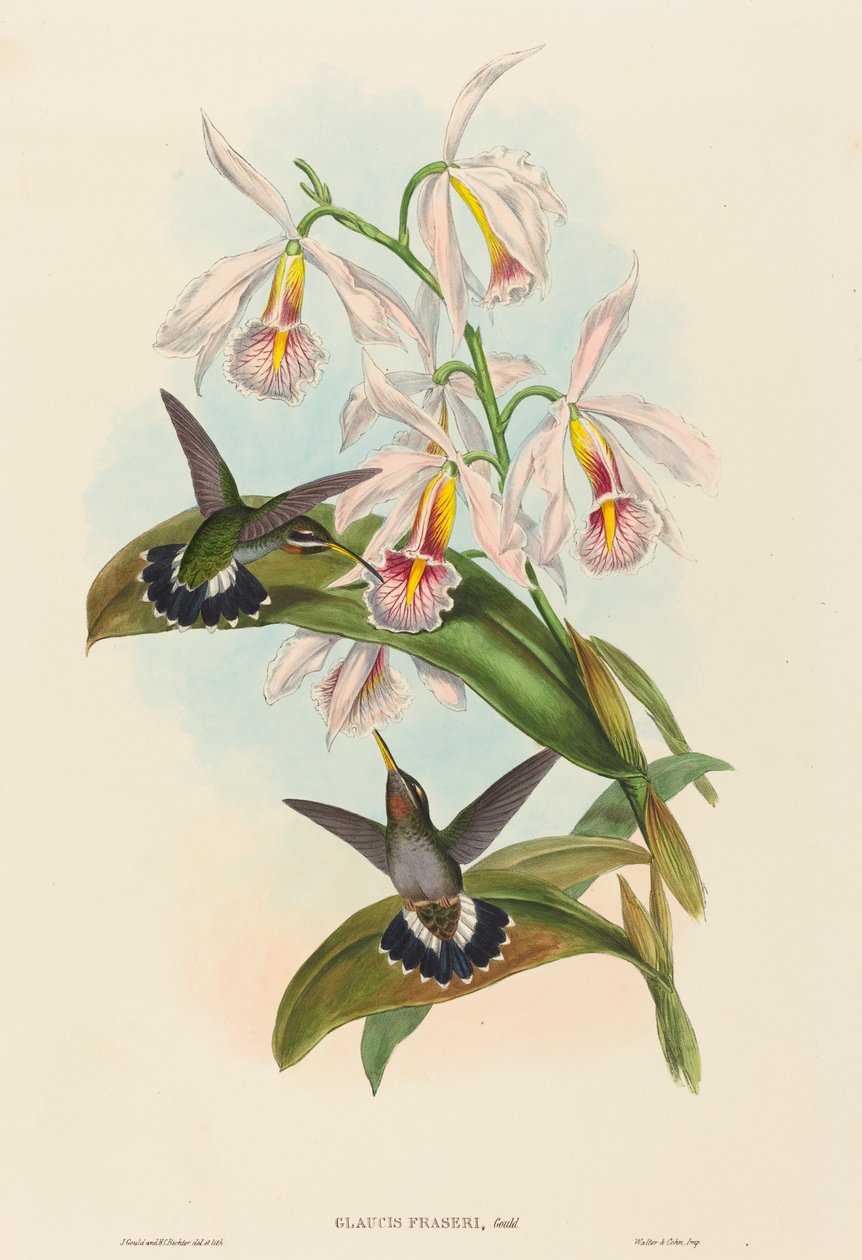 Glaucis fraseri (Frasers pigtråd) af John Gould and H.C. Richter