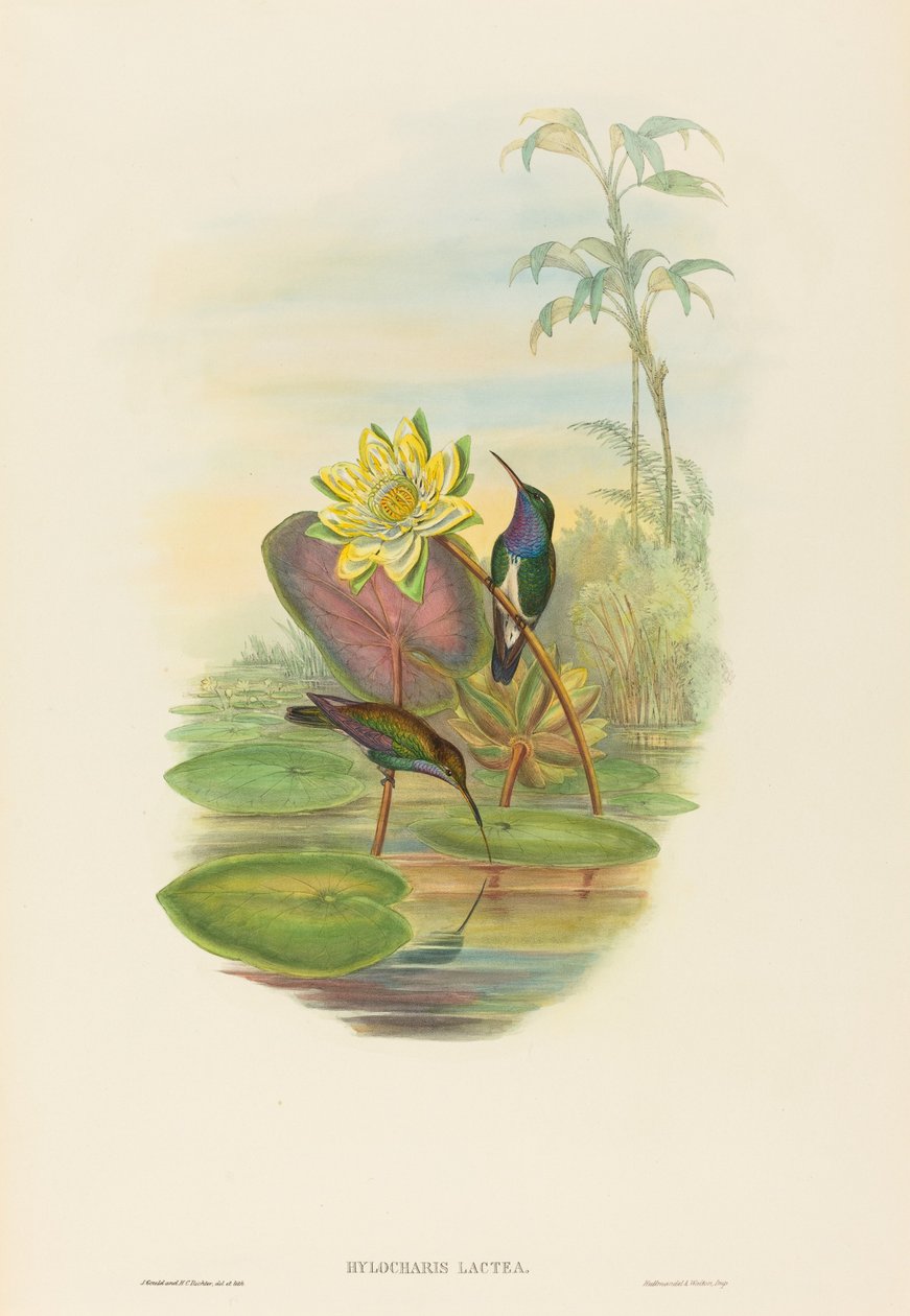 Hylocharis Lactea (Sapphire-breasted smaragd) af John Gould and H.C. Richter