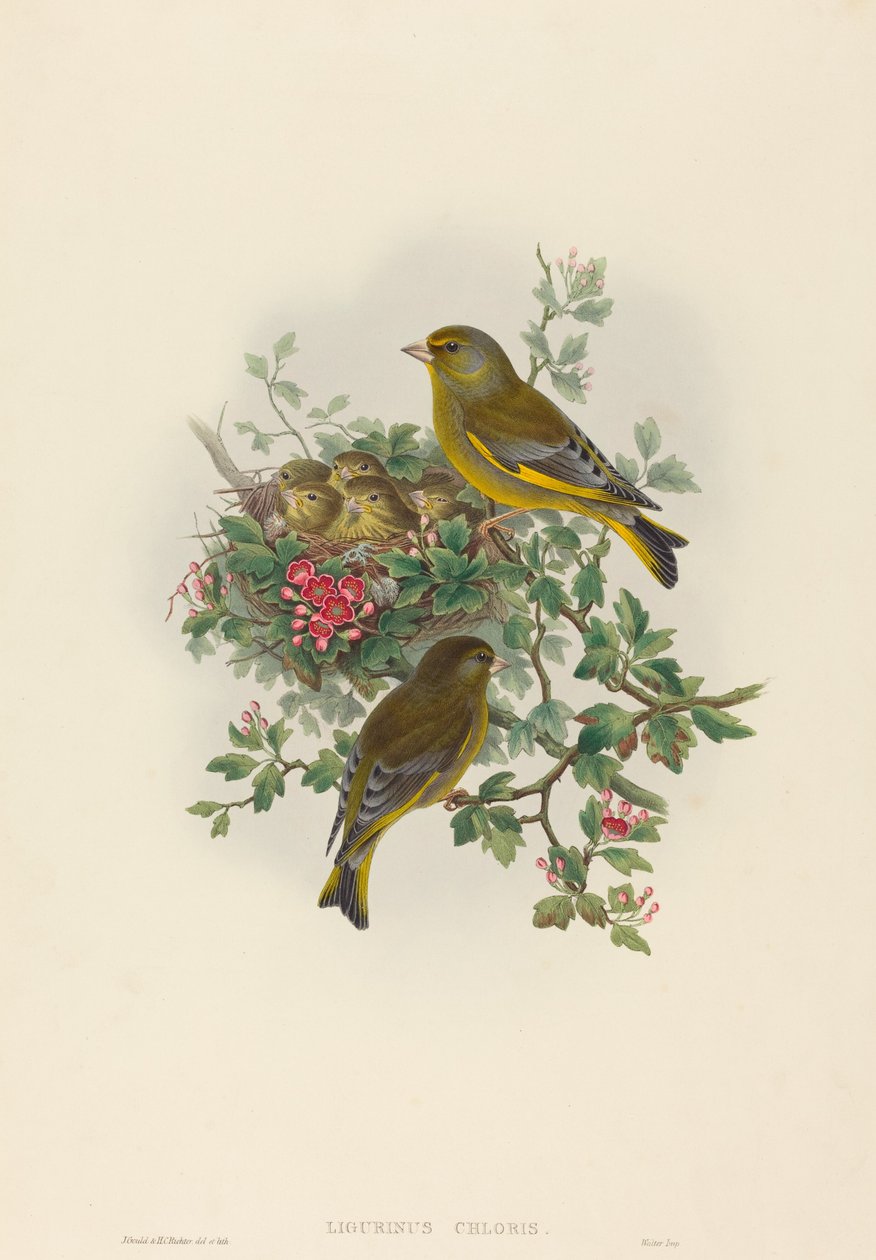 Ligurinus chloris (grønfinke) af John Gould and H.C. Richter