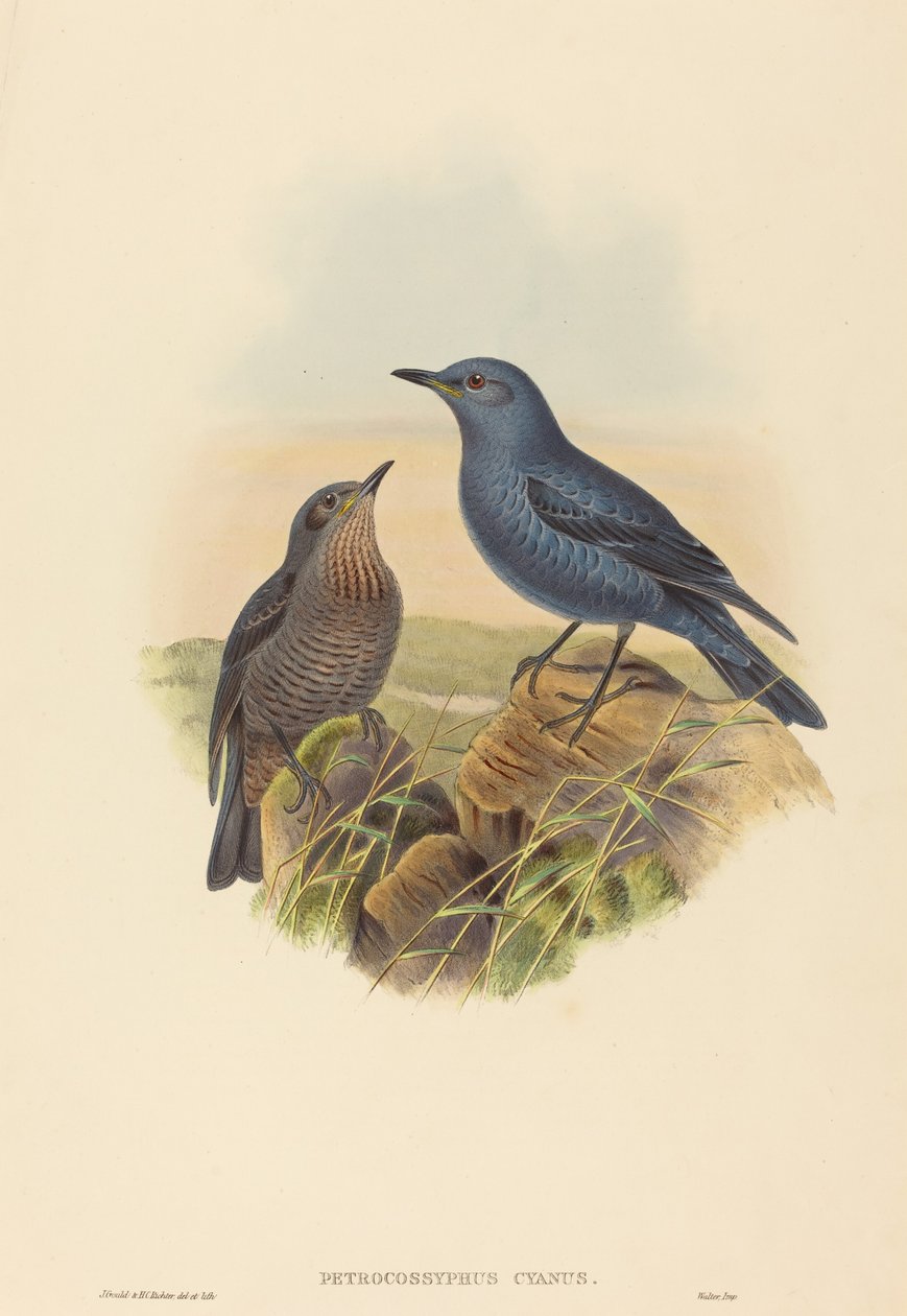 Petrocossyphus cyanus (blå stendrossel) af John Gould and H.C. Richter