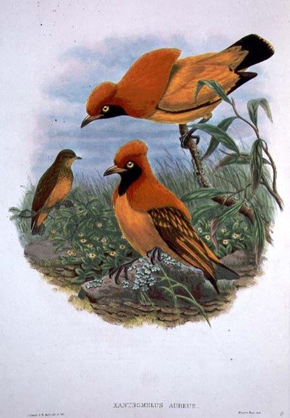 Xanthomelus Aureus (farve litho) af John and Hart William Gould