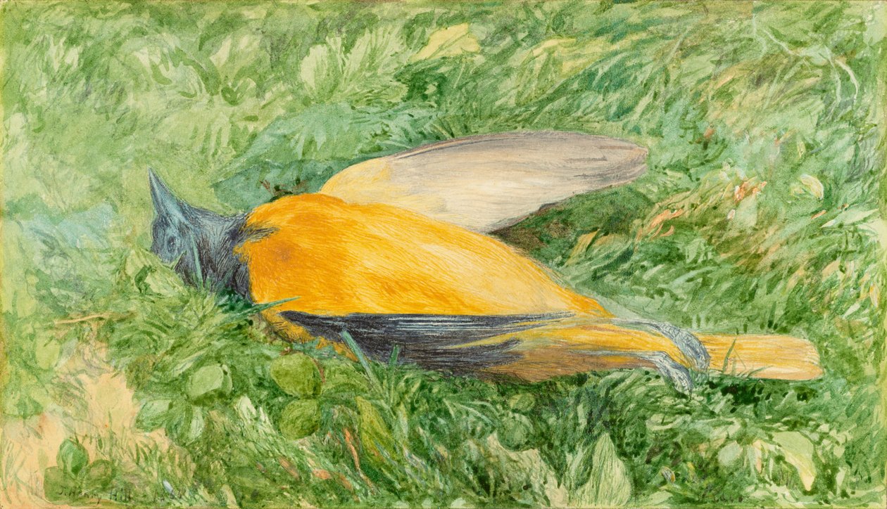 Golden Robin (Northern Oriole) af John Henry Hill