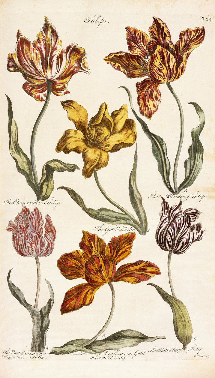 Tulipaner, 1842 af John Hill