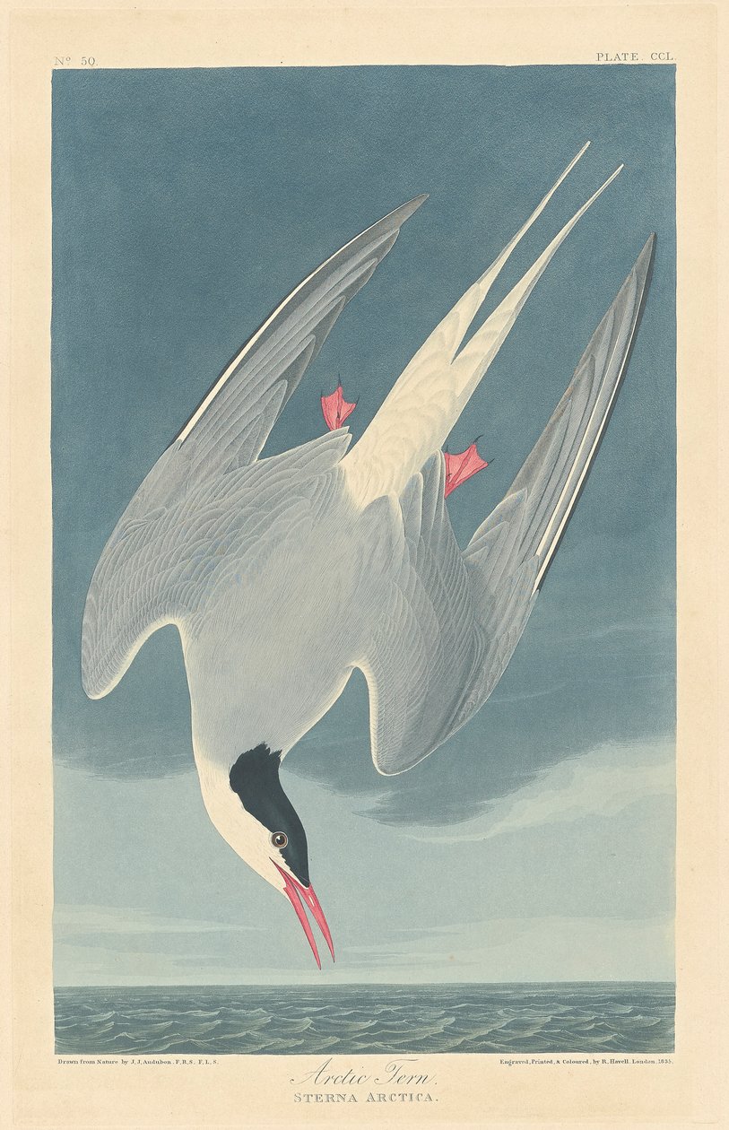 Arktisk tern af John James (after) Audubon