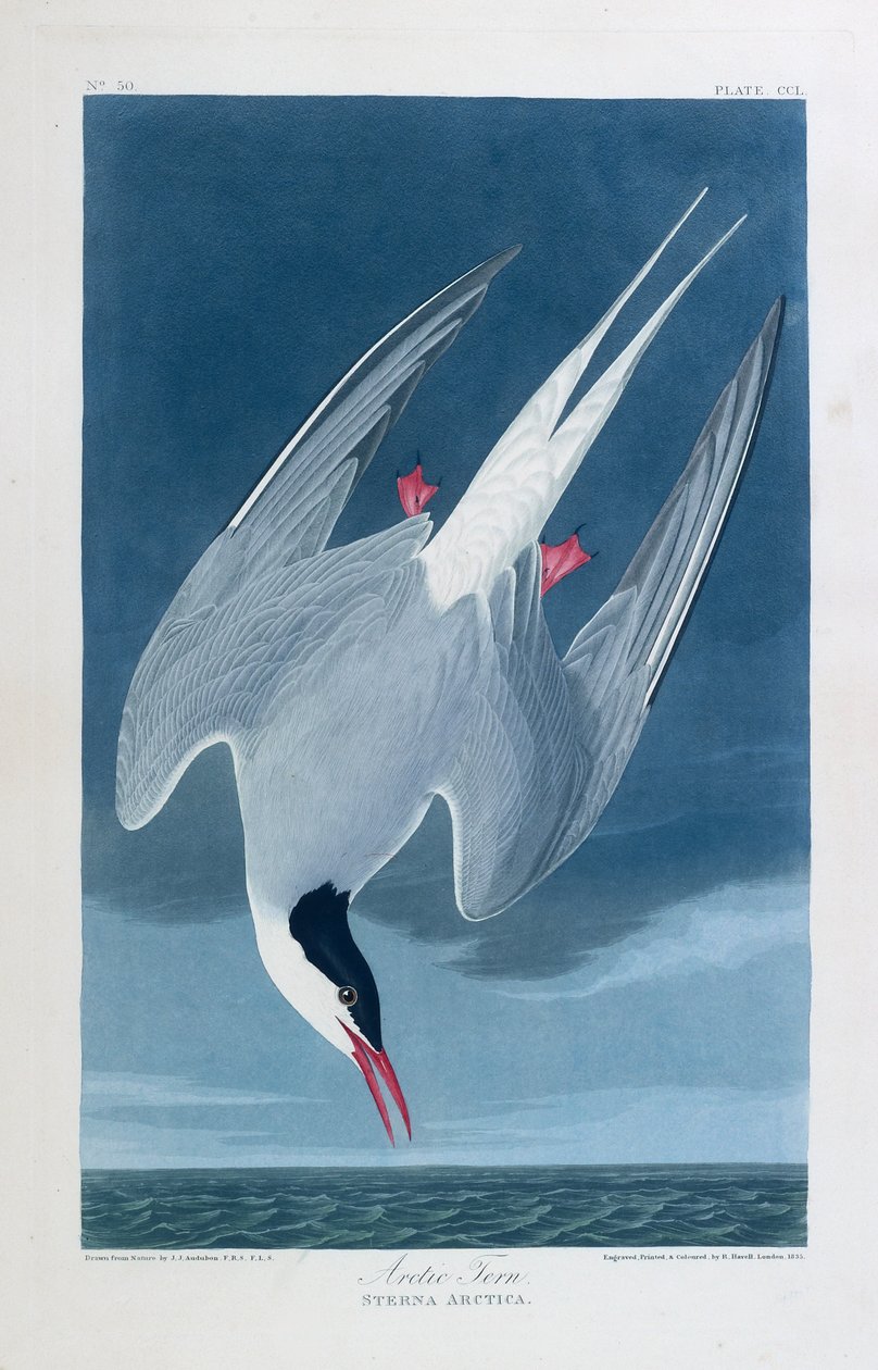 Fjordterne, fugle i Amerika af John James (after) Audubon
