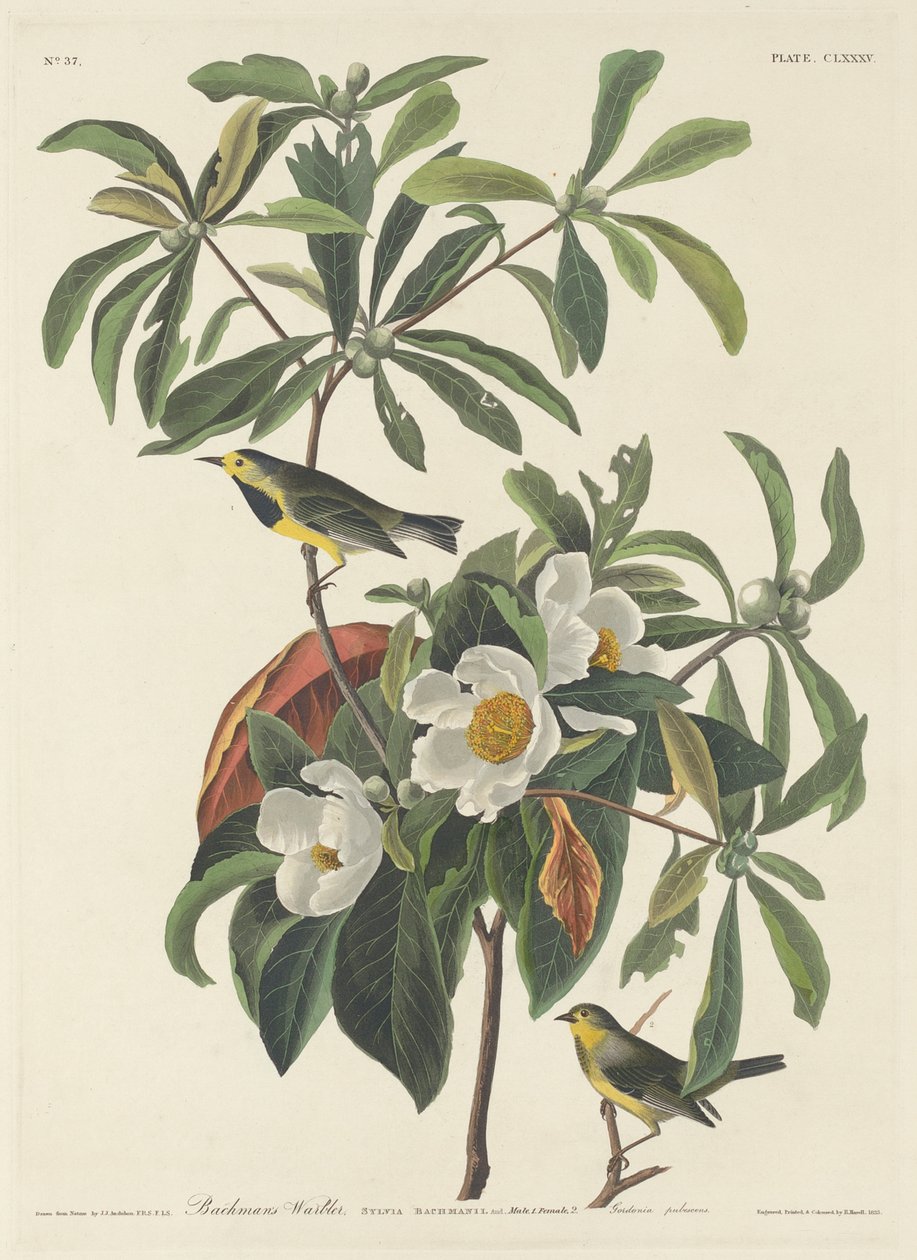 Bachmans sangsanger af John James (after) Audubon