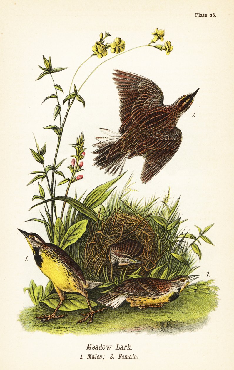 Østlig englærke, Sturnella magna af John James (after) Audubon