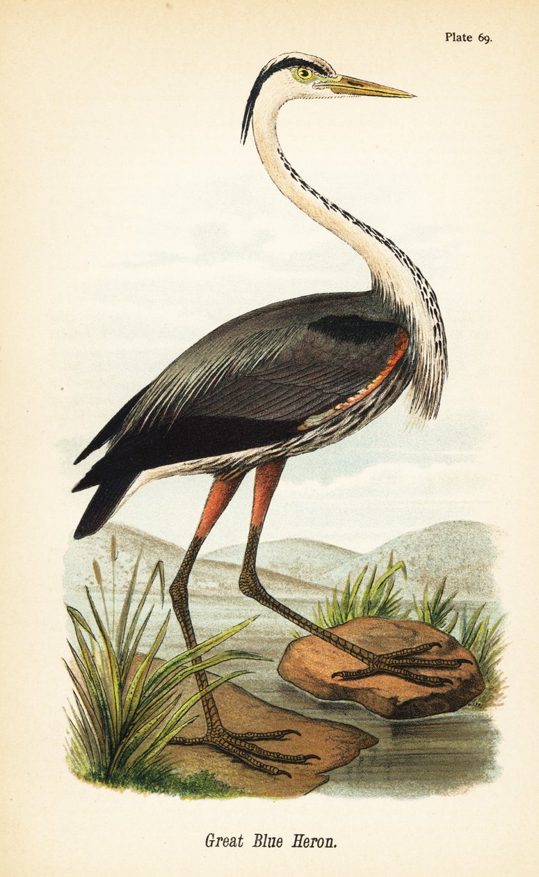 Stor blå hejre, Ardea herodias af John James (after) Audubon