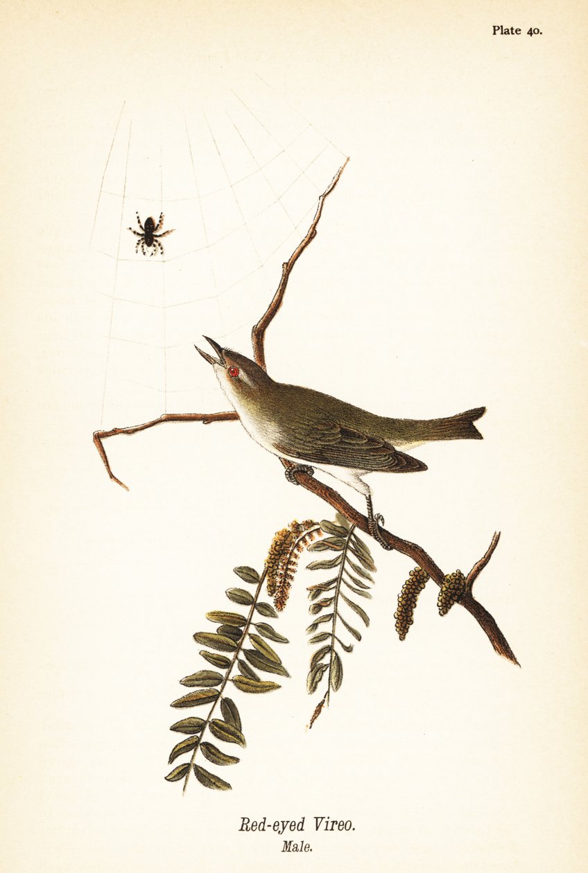Rødøjet vireo, Vireo olivaceus, ill af John James (after) Audubon