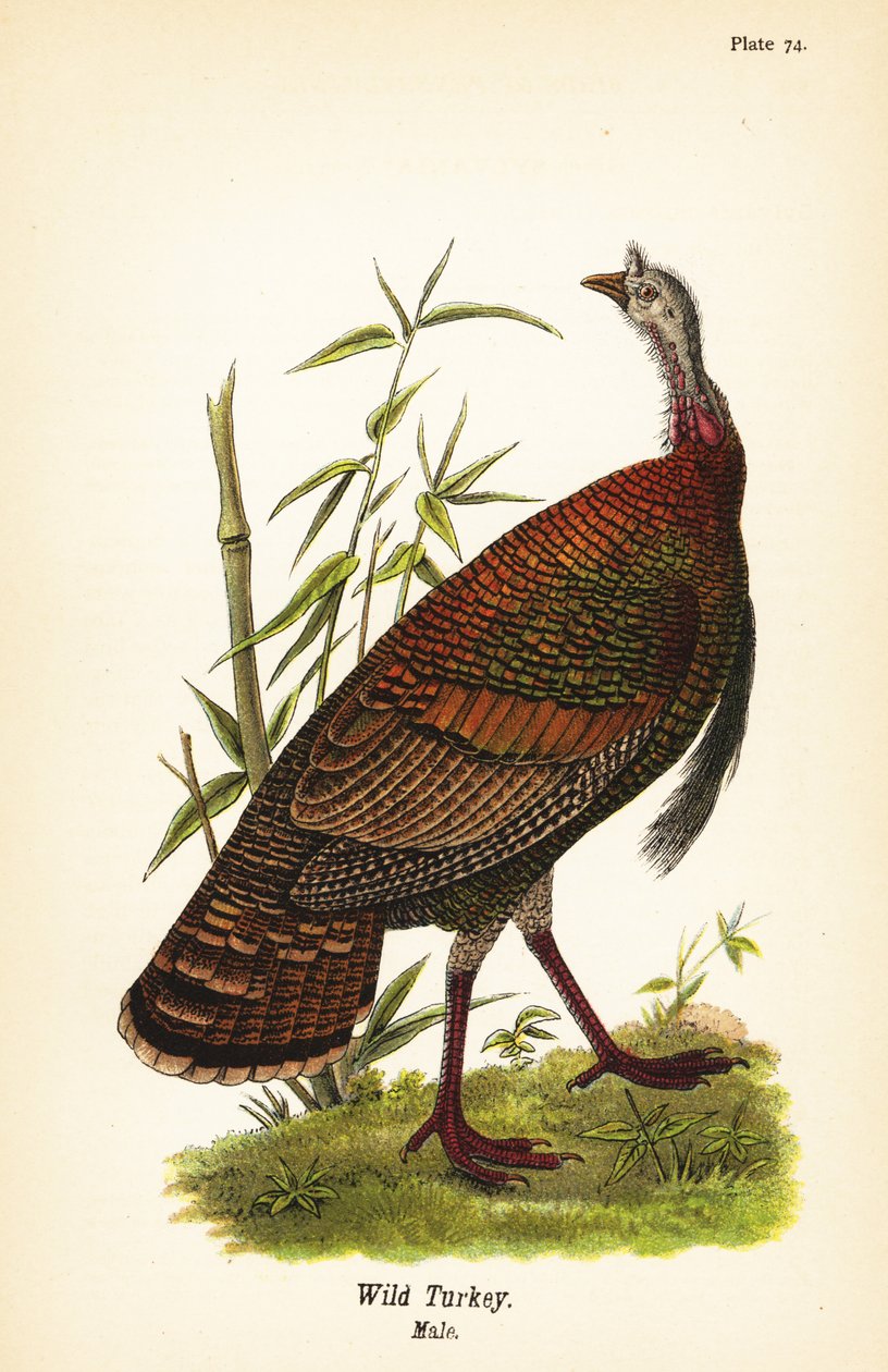 Vild kalkun, Meleagris gallopavo, han af John James (after) Audubon