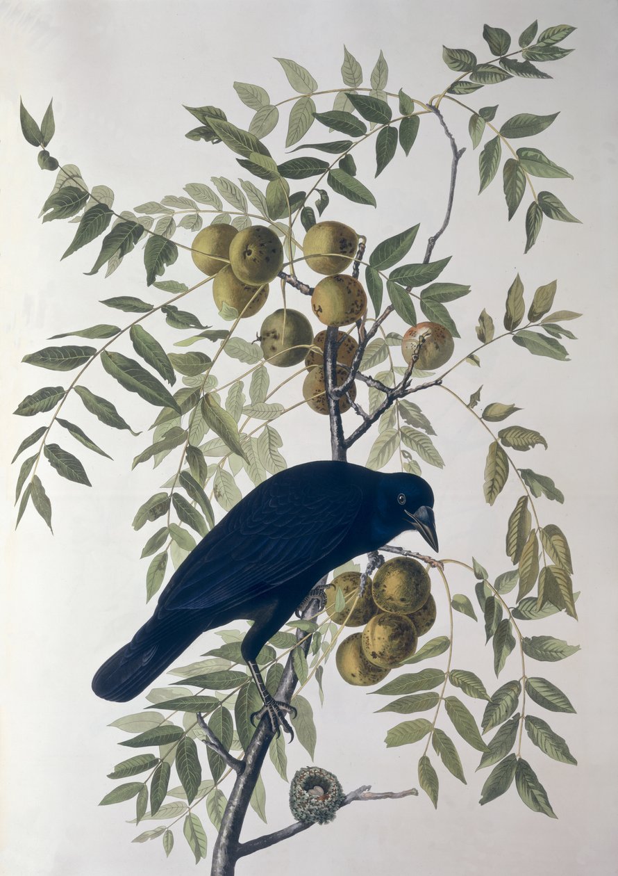 American Crow, fra Birds of America af John James Audubon