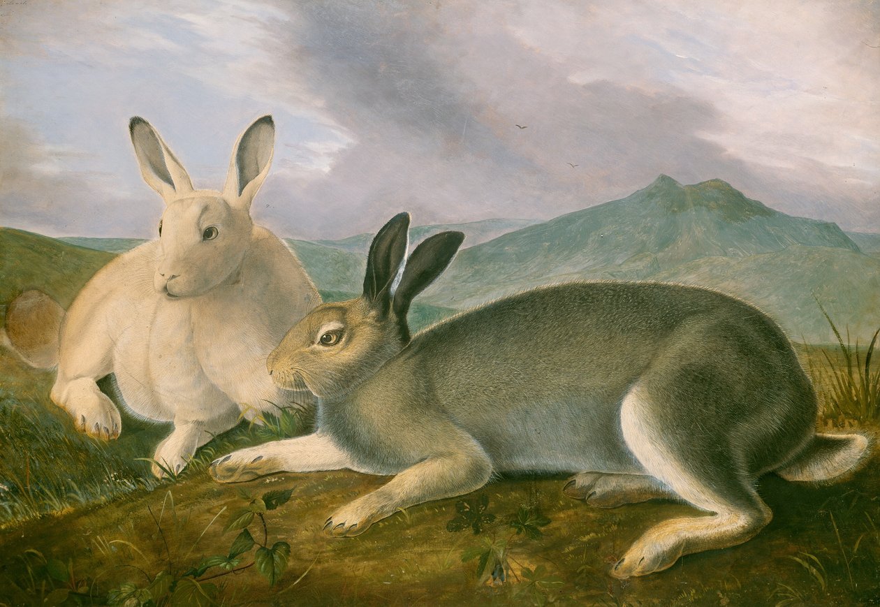 Arctic Hare, ca. 1841. af John James Audubon
