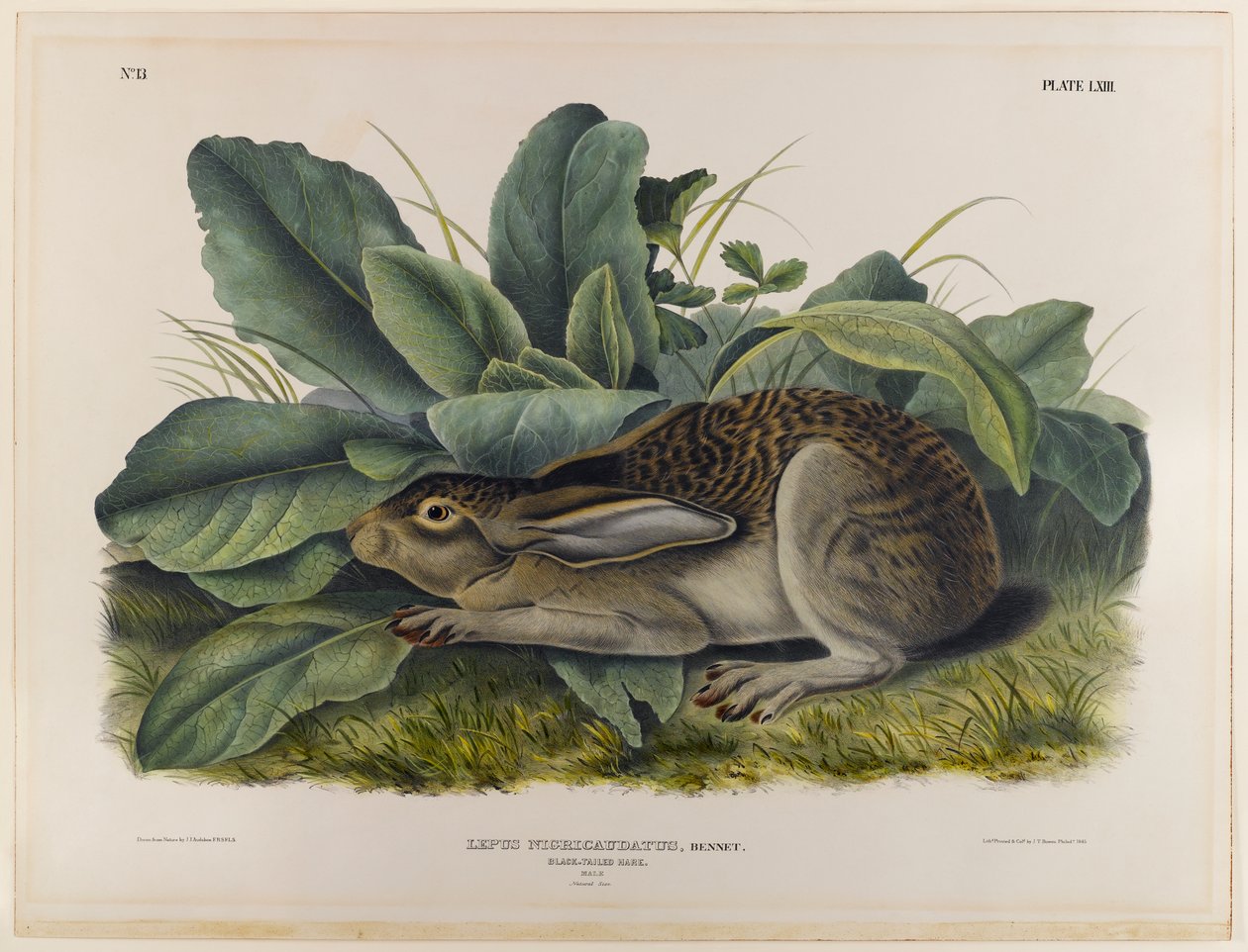 Sorthalehare af John James Audubon