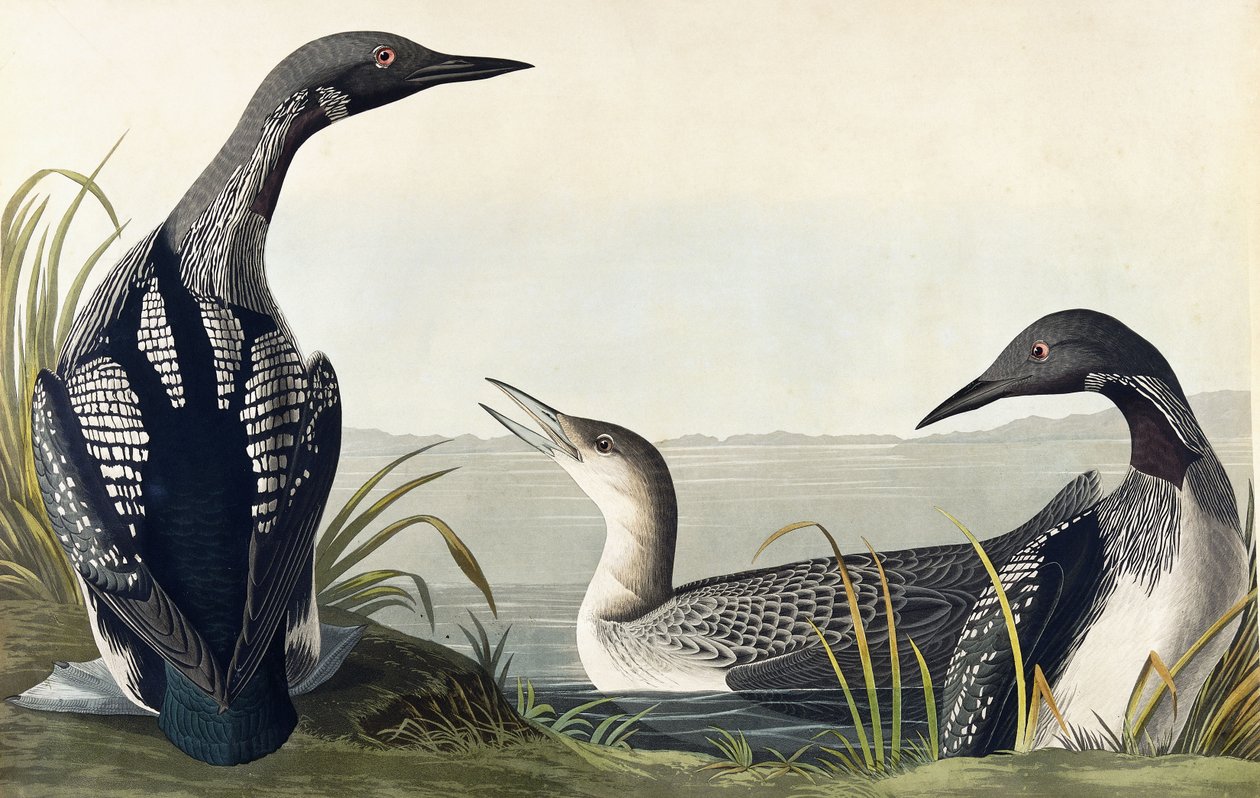 Sortstrubet dykker af John James Audubon