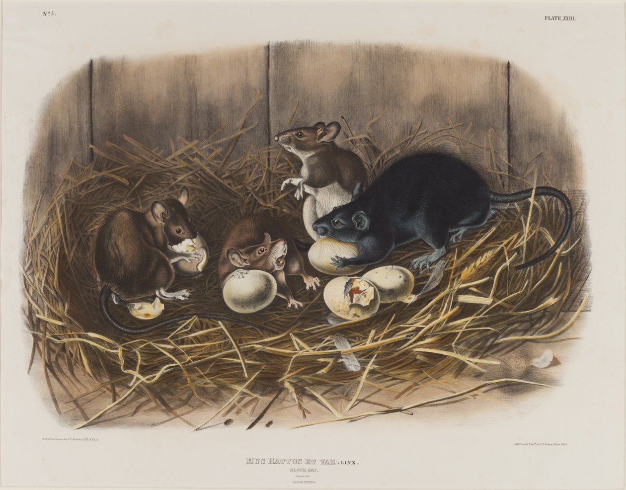 Black Rat, c.1845dani af John James Audubon