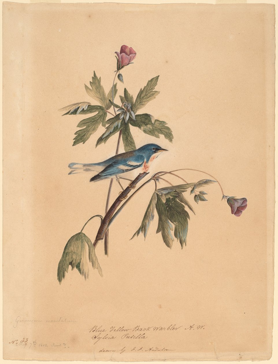 Blågul Rygsanger af John James Audubon