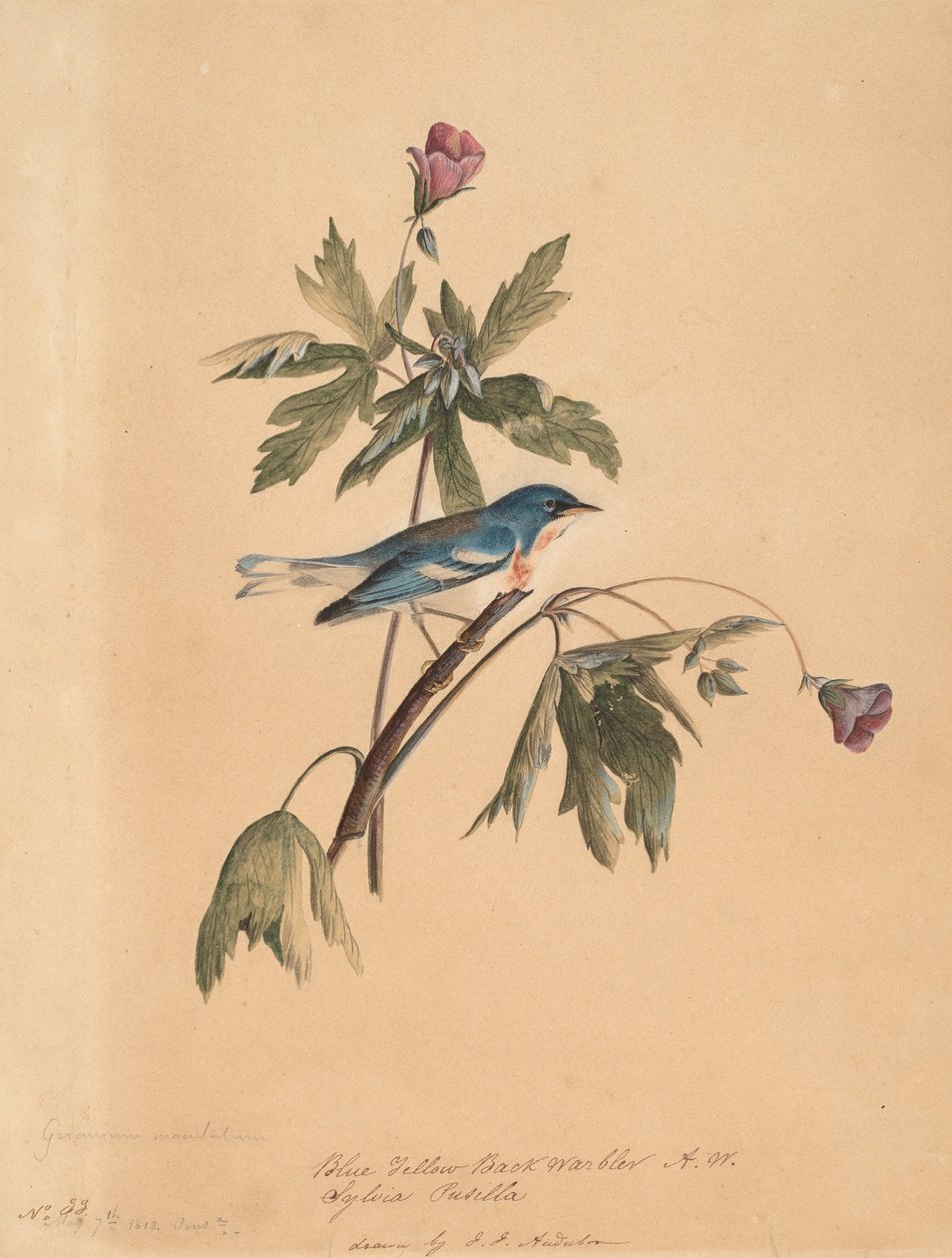 Blågul rygsanger, 1812. af John James Audubon