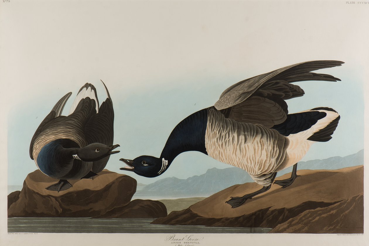 Brant Goose, 1837 (wc på papir) af John James Audubon