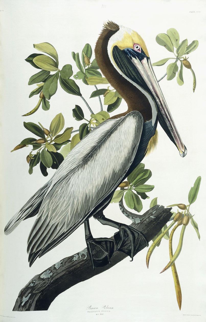 Brun pelikan, 1835 af John James Audubon