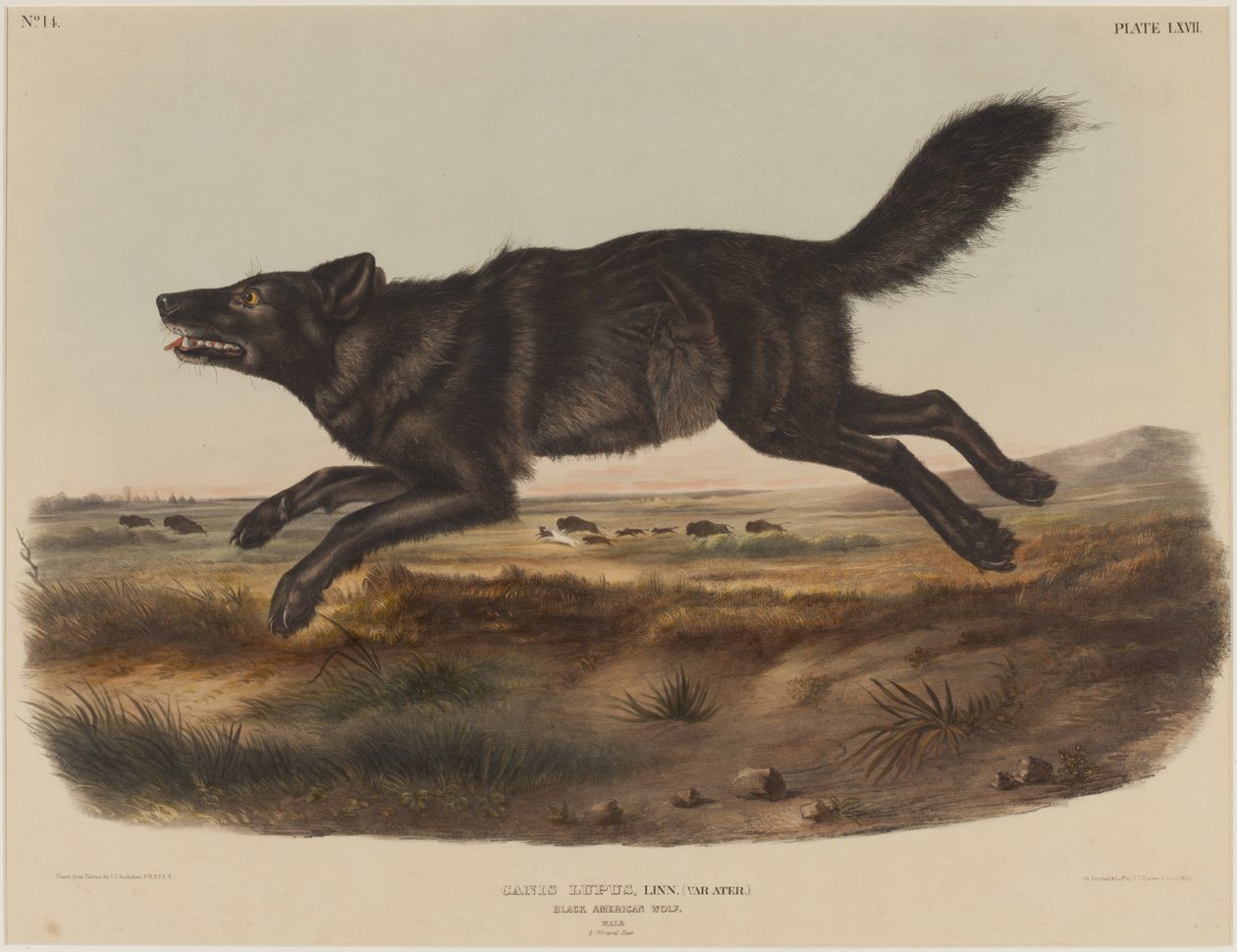 Canis Lupus (Black America Wolf) af John James Audubon