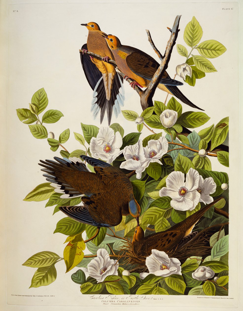 Carolina Turteldue. sørgende due, af John James Audubon