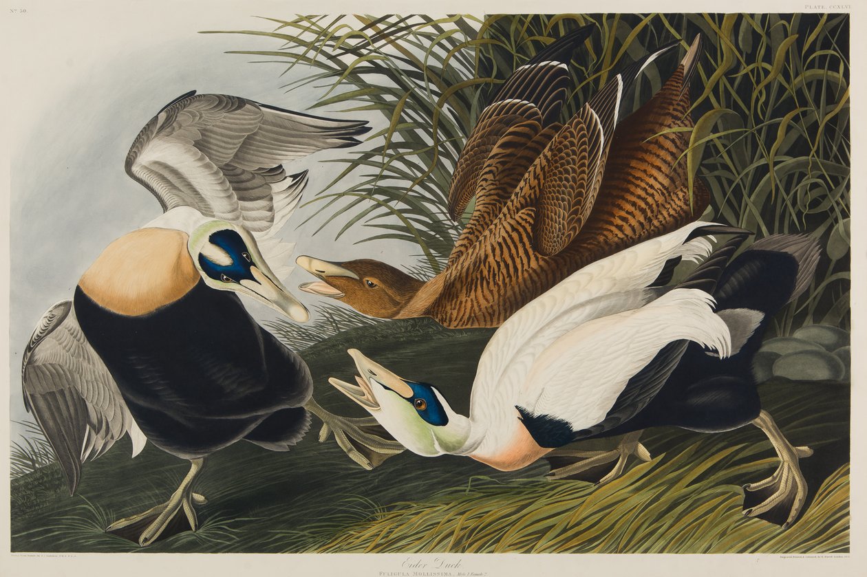 Edderfugl, 1835 (wc på papir) af John James Audubon