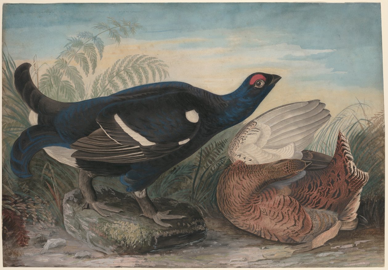 Engelske sorte haner af John James Audubon